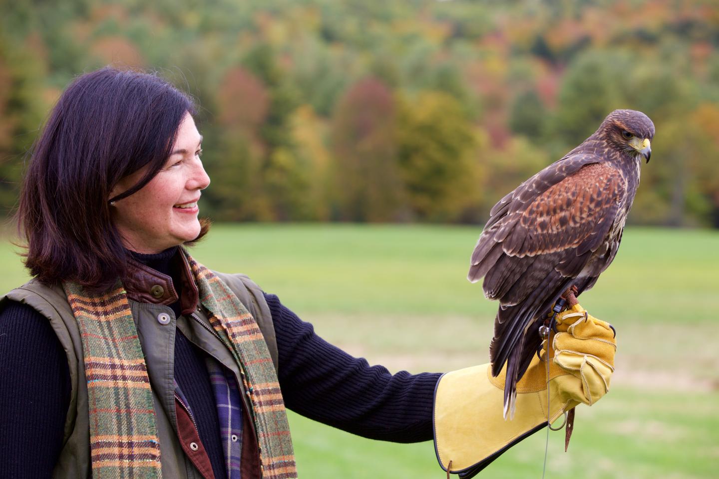 New England Falconry with Woodstock Inn