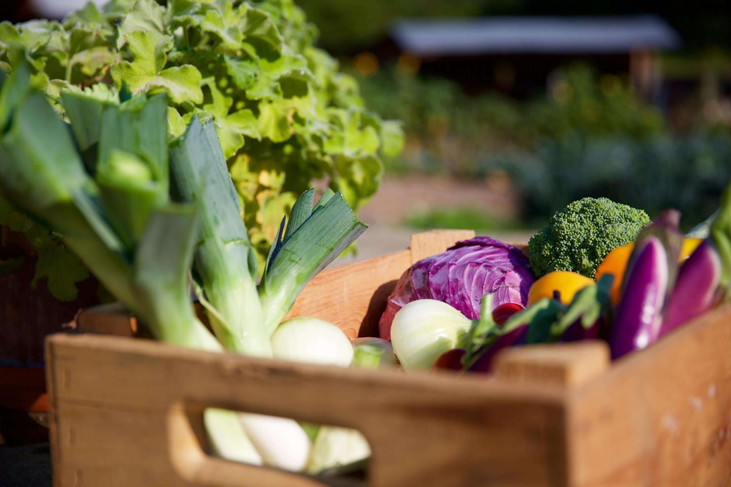 Garden Produce