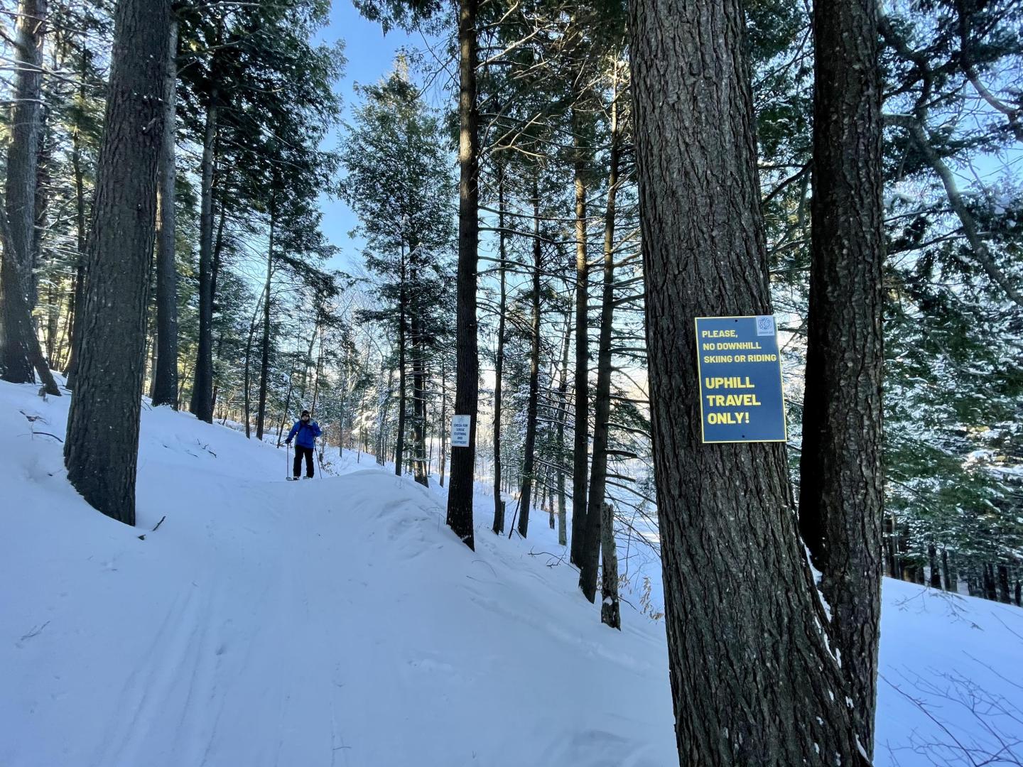 Uphill route in the trees