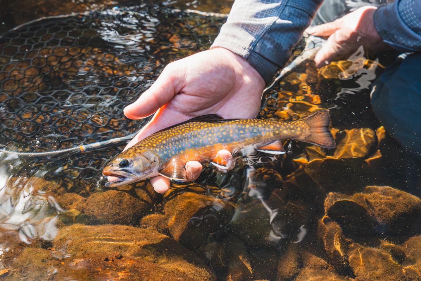 Hand holding a trout over water with rocks and net.
